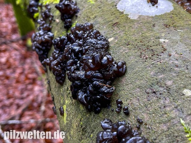 Warziger Drüsling, Exidia nigricans