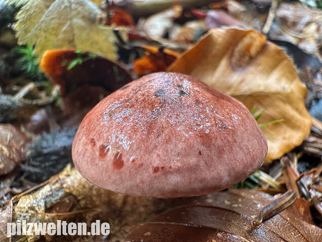Weinroter Purpur-Schneckling, Hygrophorus capreolarius