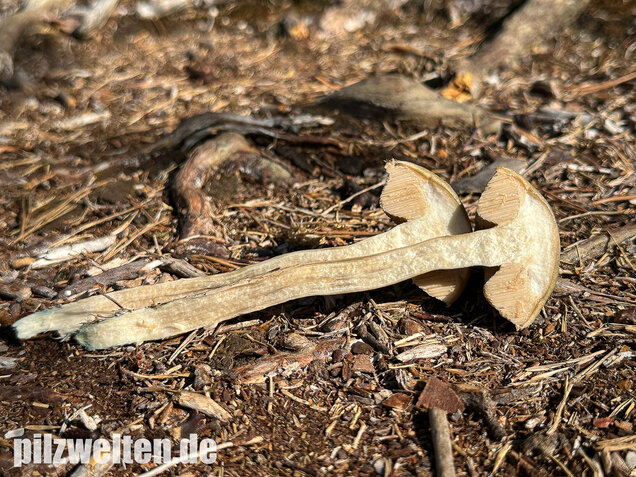 Weißer Birkenpilz, Leccinum holopus