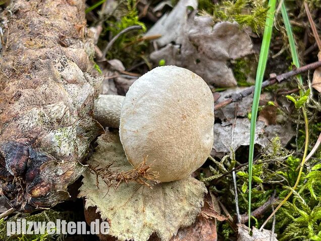 Wollstieliger Raufußröhrling (weiße Form), Leccinum cyaneobasileucum