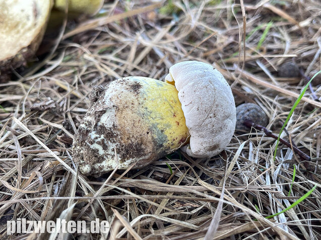 Wurzelnder Bitterröhrling, Caloboletus radicans