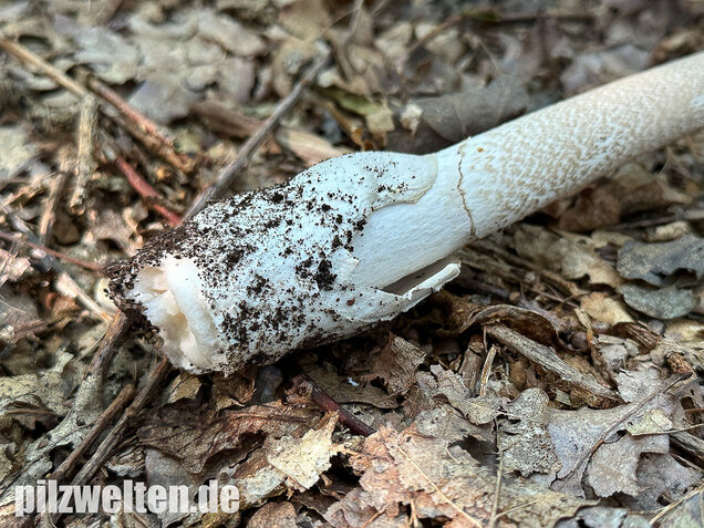 Brauner Riesenscheidenstreifling, Amanita spadicea