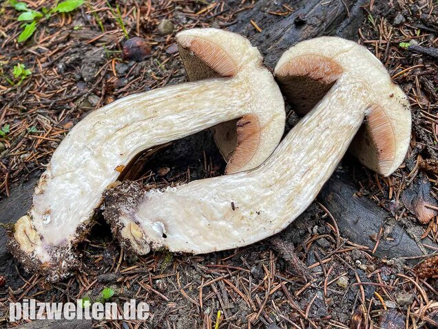 Düsterer Röhrling, Porphyrröhrling, Porphyrellus porphyrosporus