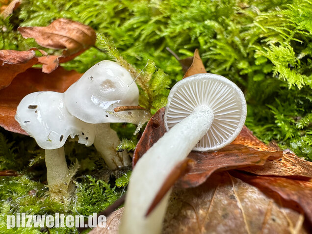 Elfenbeinschneckling, Hygrophorus eburneus