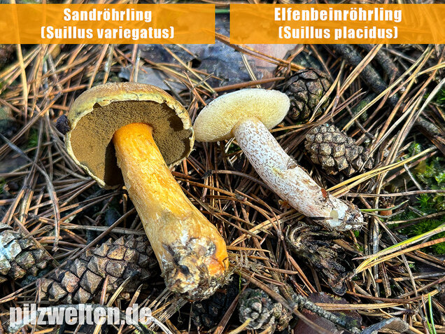 Elfenbeinröhrling, Weymouthsröhrling, Suillus placidus