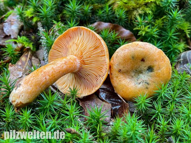 Fichtenreizker, Lactarius deterrimus