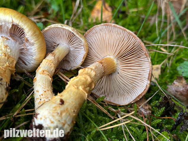 Gelbgestiefelter Schleimkopf, Phlegmacium triumphans