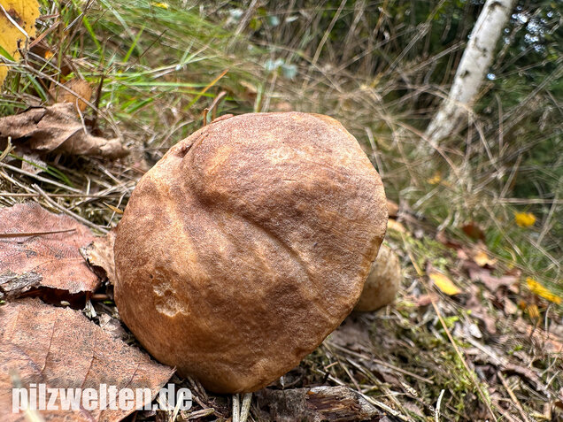 Gemeiner Birkenpilz, Langfuß, Birkenraufuß, Leccinum scabrum