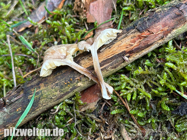 Gestreifter Nabeling, Gelbblättriger Nabeling, Gerronema strombodes