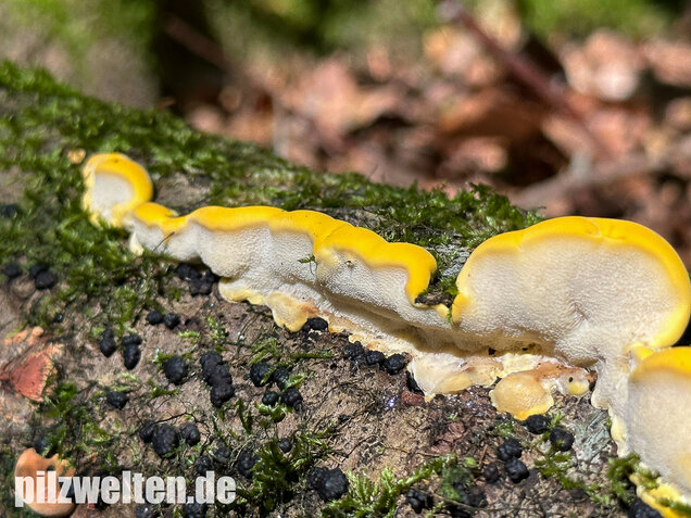Gilbende Tramete, Spitzwarzige Weißfäuletramete, Antrodiella serpula