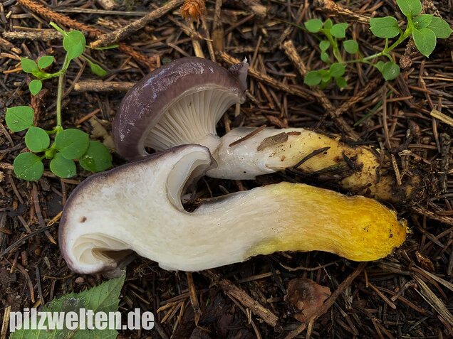 Großer Schmierling, Kuhmaul, Gomphidius glutinosus