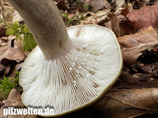 Graugrüner Milchling, Lactarius blennius