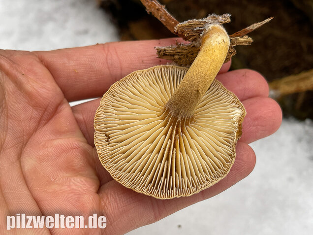 Harziger Sägeblättling, Neolentinus adhaerens