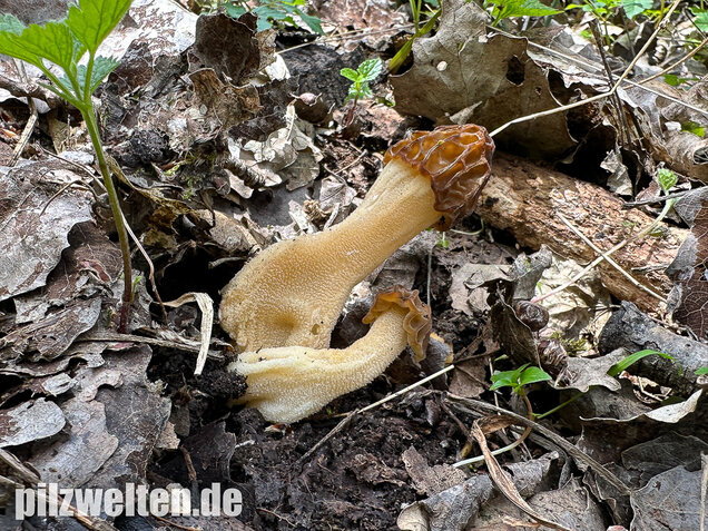 Käppchenmorchel, Morchella semilibera