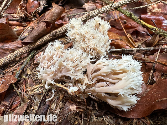Kammkoralle, Kammförmiger Keulenpilz, Clavulina coralloides