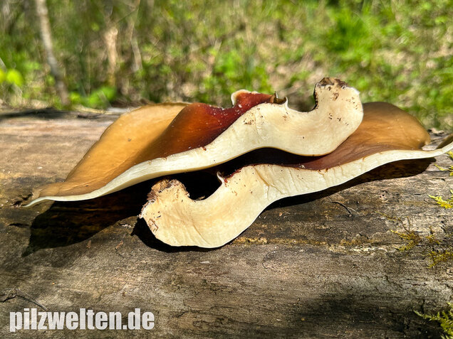Kastanienbrauner Stielporling, Süßriechender Porling, Picipes badius