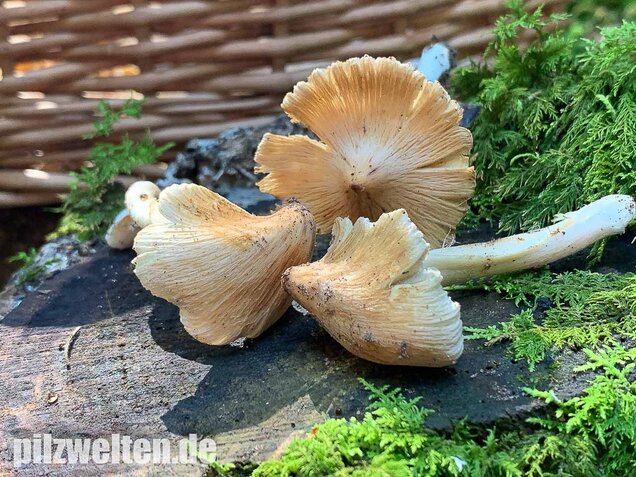 Kegeliger Risspilz, Inocybe rimosa