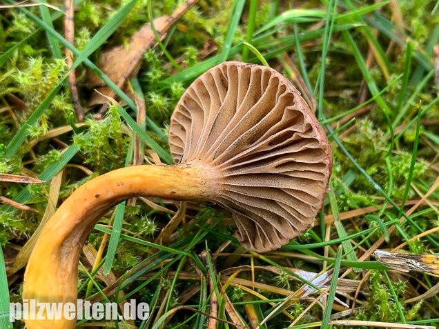 Kupferroter Gelbfuß, Chroogomphus rutilus