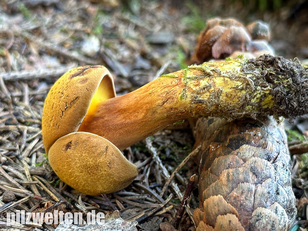 Nadelholzröhrling, Nadelholz-Pulverröhrling, Buchwaldoboletus lignicola