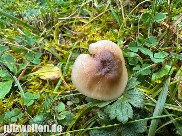 Ockerblasser Jungfernellerling, Cuphophyllus ochraceopallidus