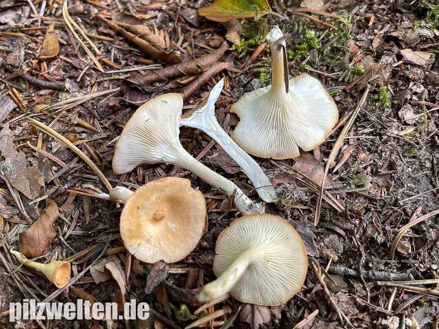 Ockerbrauner Trichterling, Infundibulicybe gibba