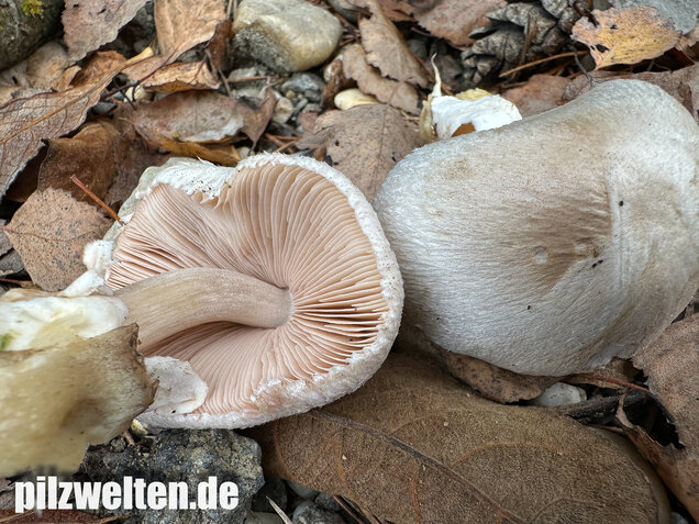 Parasitischer Scheidling, Volvariella surrecta