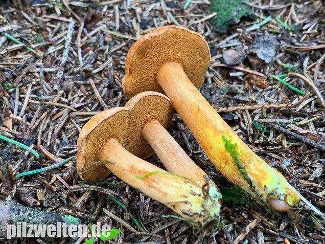 Pfefferröhrling, Chalciporus piperatus