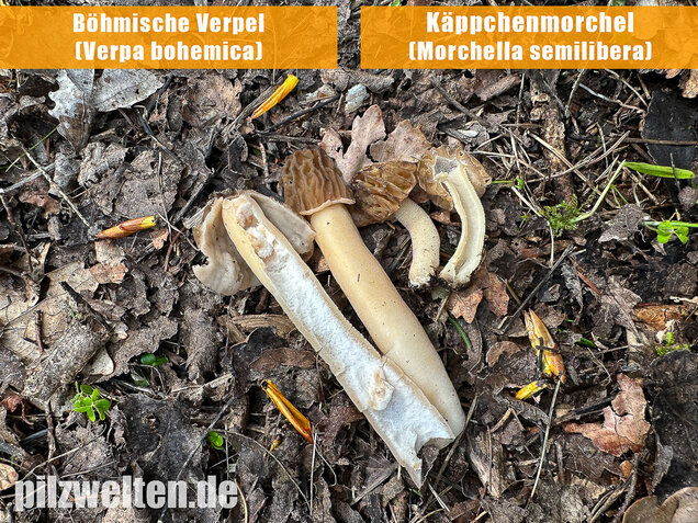 Käppchenmorchel, Morchella semilibera