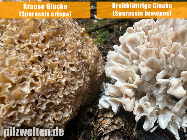 Breitblättrige Glucke, Sparassis brevipes