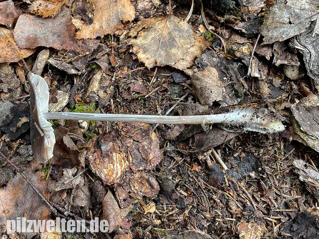 Rillstieliger Helmling, Mycena polygramma