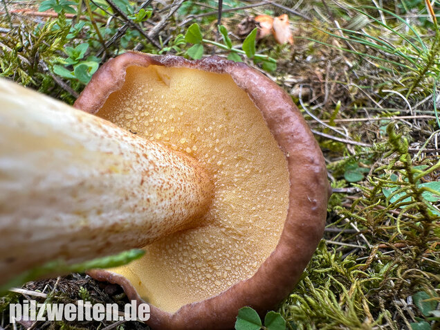 Ringloser Butterpilz, Suillus collinitus