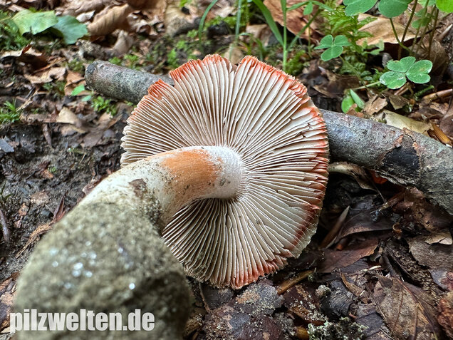 Rötender Risspilz, Schamroter Risspilz, Inocybe godeyi