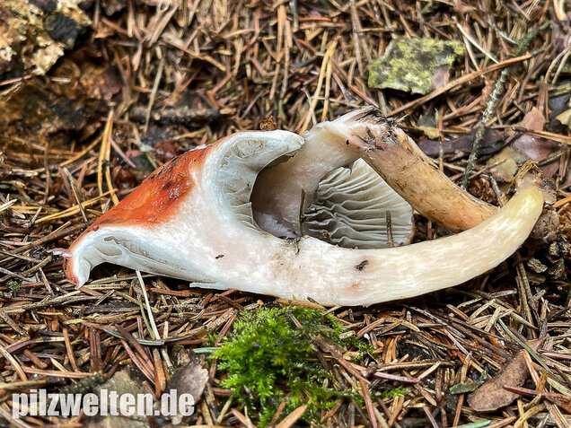 Rosenroter Gelbfuß, Gomphidius roseus