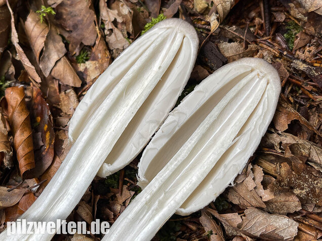 Schopftintling, Coprinus comatus