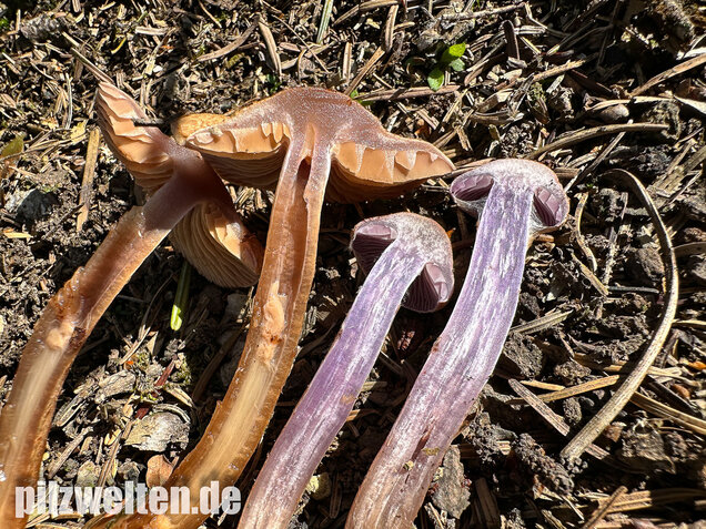 Schuppiger Dickfuß, Cortinarius pholideus
