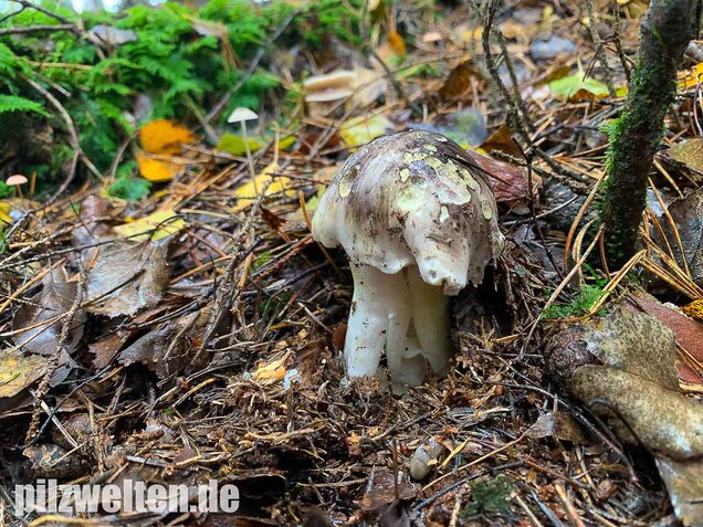 Schneeritterling, Tricholoma portentosum