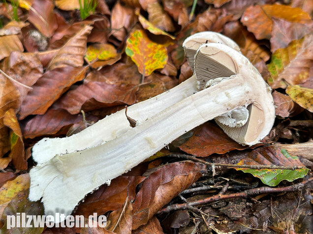 Spitzkegeliger Wulstling, Amanita echinocephala