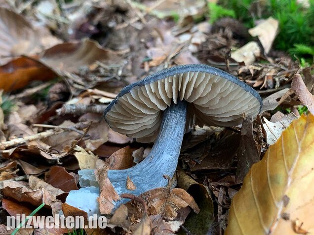 Stahlblauer Rötling, Entoloma nitidum