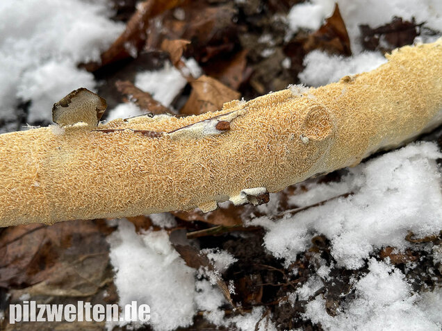 Veränderlicher Spaltporling, Schizopora paradoxa