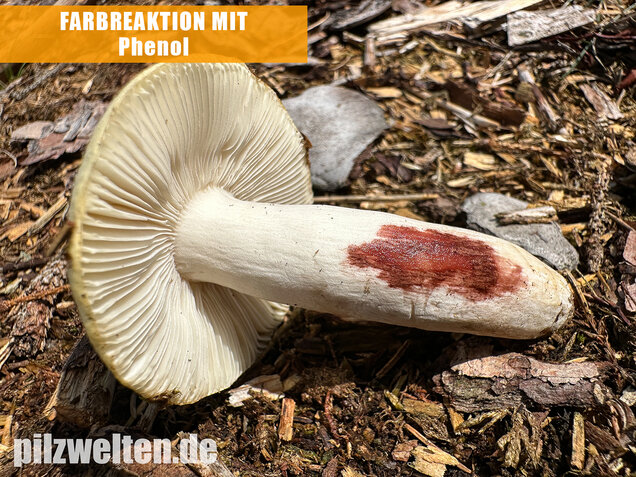 Weißstieliger Ockertäubling, Russula citrina / Russula violeipes var. citrina