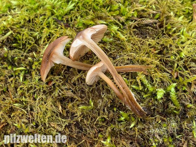 Winter-Helmling, Mycena tintinnabulum