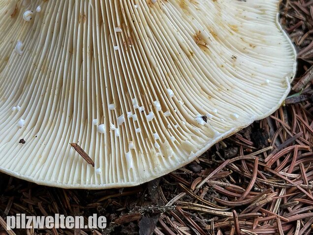 Wolliger Milchling, Lactifluus vellereus