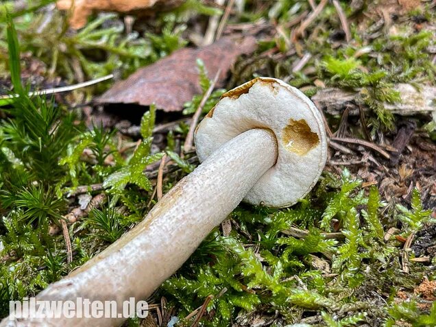 Wollstieliger Raufußröhrling (weiße Form), Leccinum cyaneobasileucum