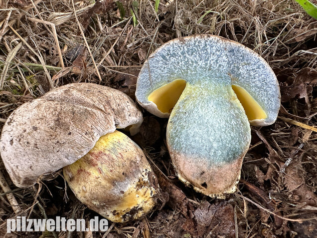 Wurzelnder Bitterröhrling, Caloboletus radicans