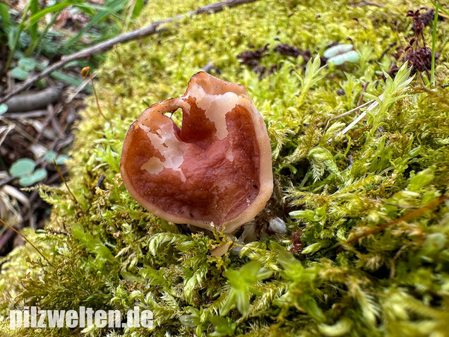 Zipfellorchel, Discina fastigiata
