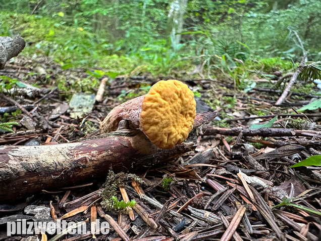Abgestutzte Herkuleskeule, Clavariadelphus truncatus
