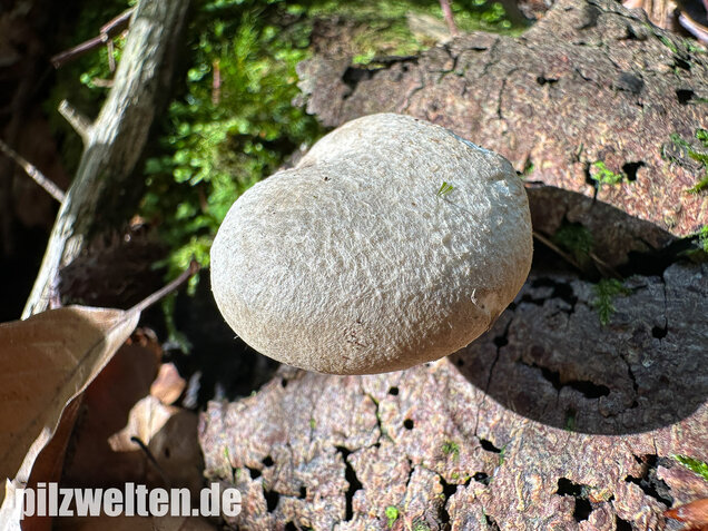 Berindeter Seitling, Pleurotus dryinus