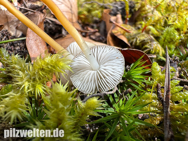 Bitterer Kiefernzapfenrübling, Strobilurus tenacellus