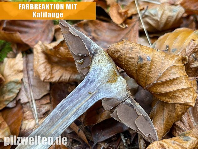 Bitterer Schleimkopf, Cortinarius infractus