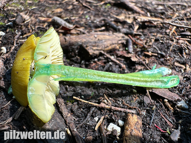 Braungrüner Zärtling, Braungrüner Rötling, Entoloma incanum agg.